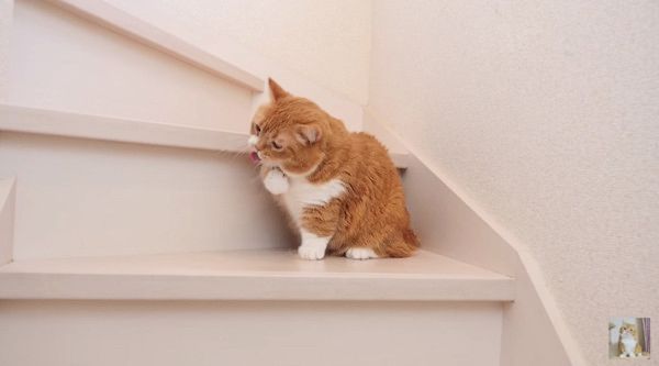 おやつが欲しい猫