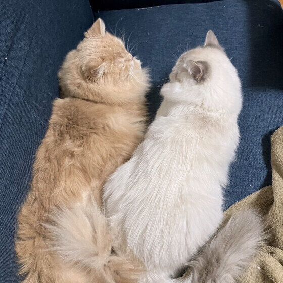 スコティッシュフォールドのクリムくんと同居猫ちゃん