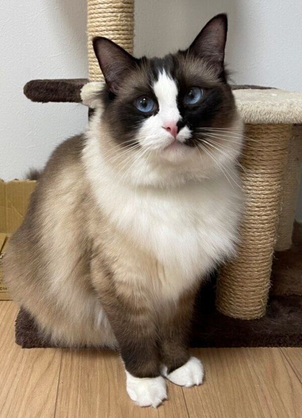 3才のコテツくん。体毛はこんがりと焦げた茶色に。