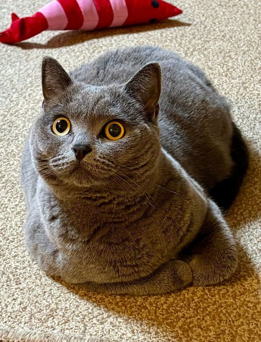 大きく目を見開いているブリティッシュショートヘア