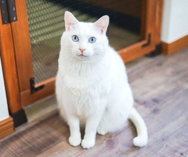 見つめるブランちゃん