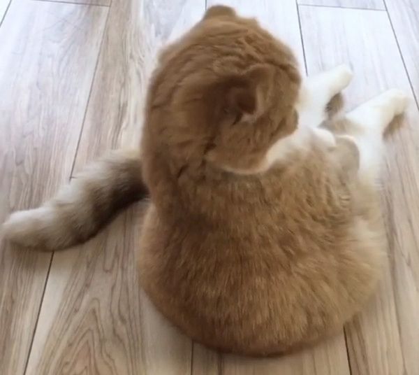 夕涼み風に座る猫