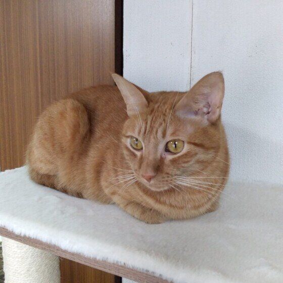 香箱座りをする茶トラ猫