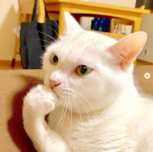 元保護猫・ミカヅキちゃん