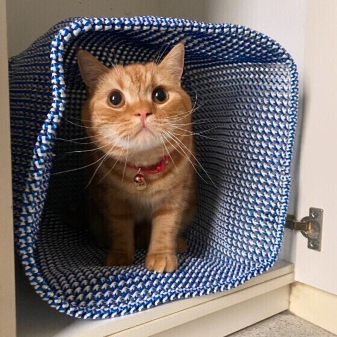 調査 愛猫の名前 に思い入れがある飼い主は約7割 名付けエピソードを聞いてグッときた ねこのきもちweb Magazine 調査 愛猫の名前 に思い入れがある飼い主は約7割 名付けエピソードを聞いてグッときた ねこのきもちweb Magazine