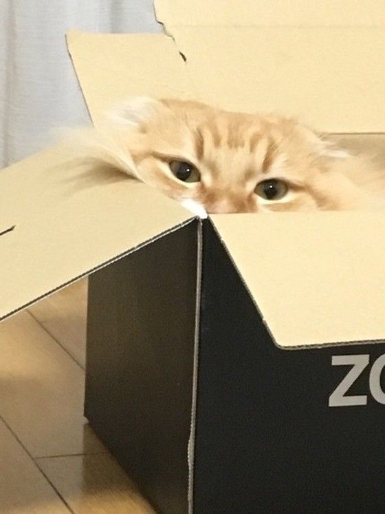 箱大好き❤