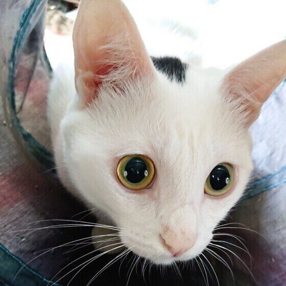 Mix（黒×白）のゆきみちゃん♪