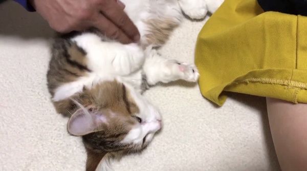 エアふみふみする猫