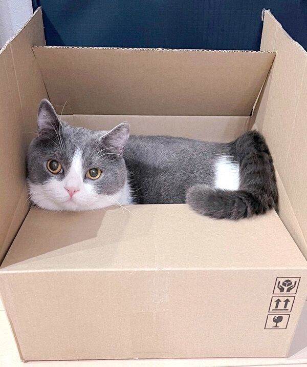 ダンボール箱の中に入る虎珀くん