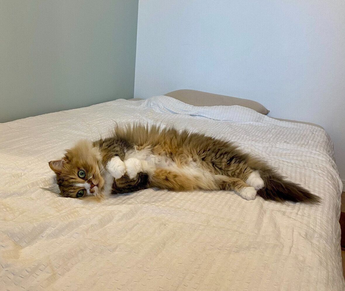 ベッドの上で寝転がるみぬ次郎くん