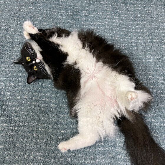 メインクーンのここなちゃん