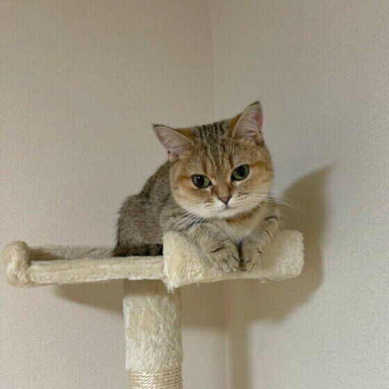 キャットタワーの上から見下ろしている茶色のトラ猫