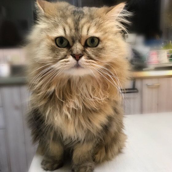 ペルシャのチェリーくん