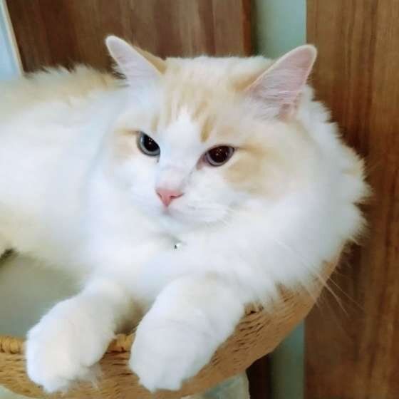 フワフワでかわいい猫