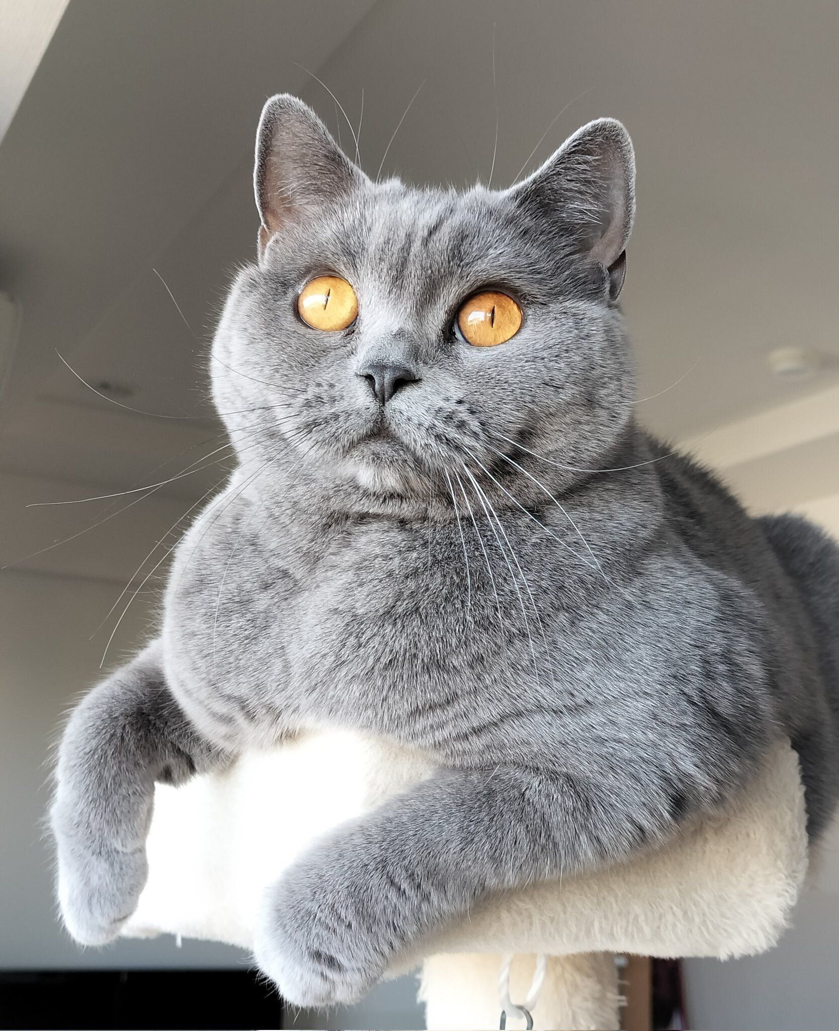 くつろぐハラミちゃん