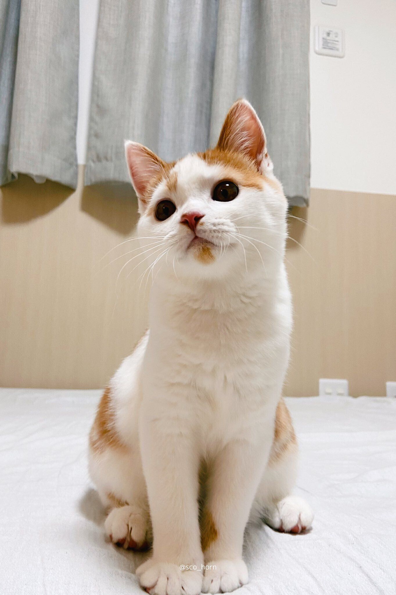 ホルンくんの全身写真（スコティッシュフォールド、オス）