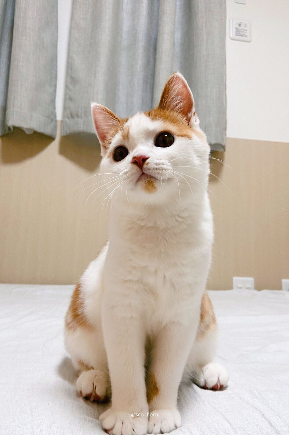 可愛すぎて変な声が出そう くまちゃんをムギュッとする猫 ねこのきもちweb Magazine 可愛すぎて変な声が出そう くまちゃんをムギュッとする猫 ねこのきもちweb Magazine