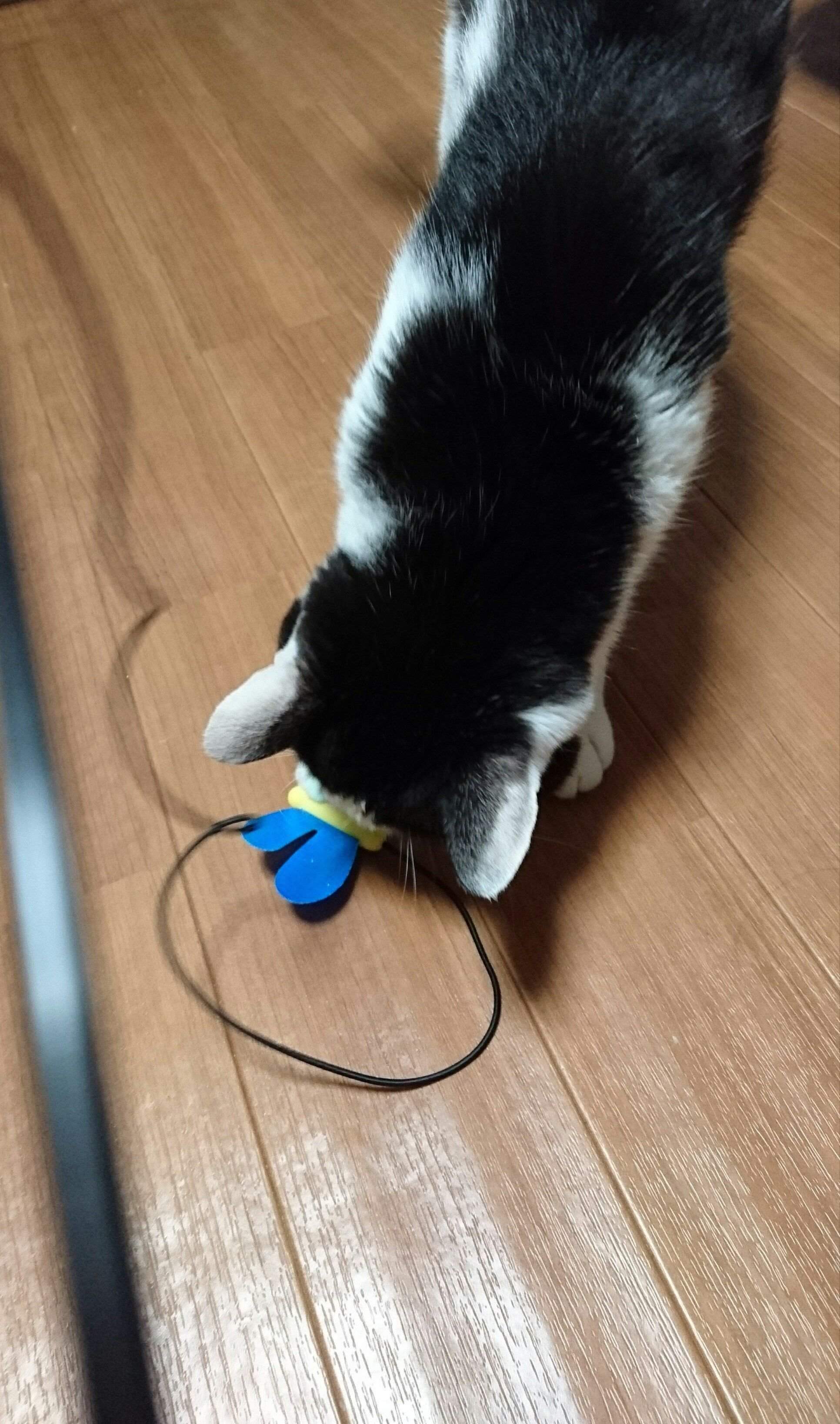 床をはうトンボくんをキャッチ