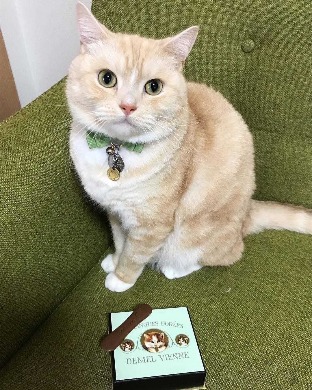 デメルのソリッドチョコとマンチカン