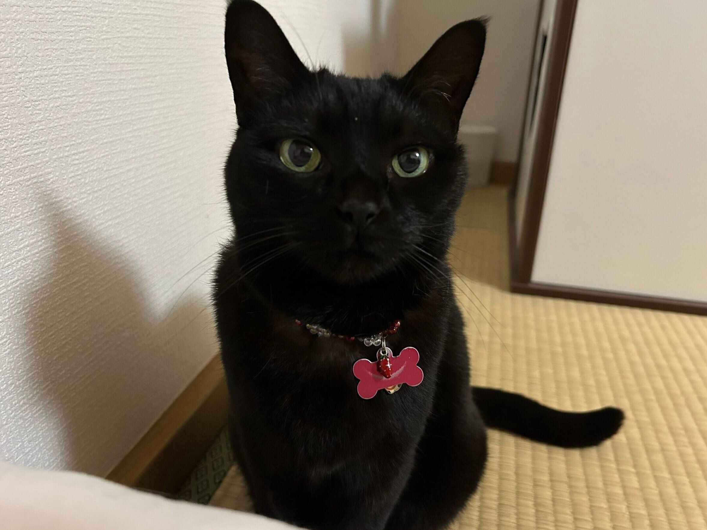 見つめるしっぽちゃん