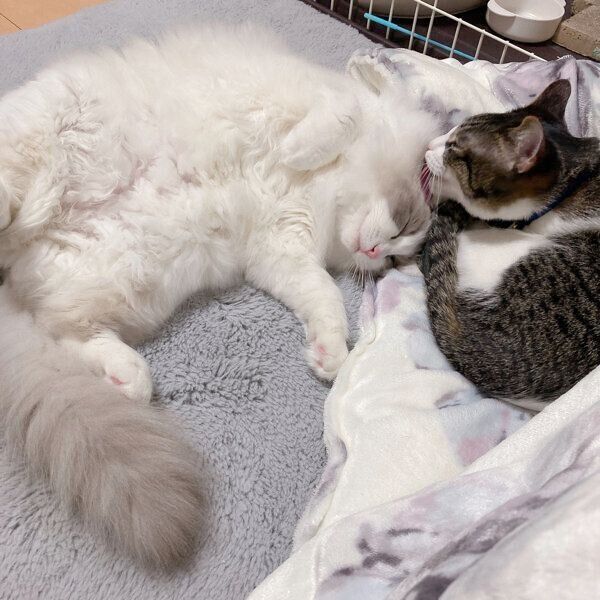 あめくん、のあちゃん