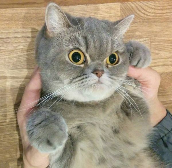 エキゾチックショートヘアのアドちゃん