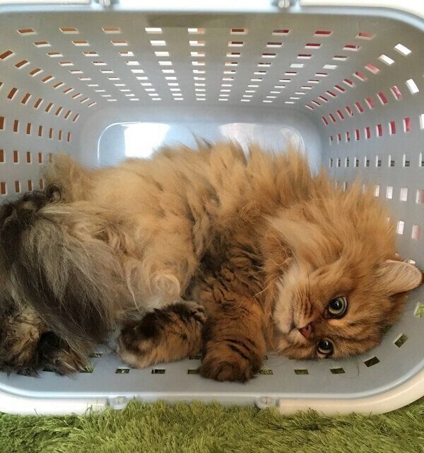 かごに入るルビィくん