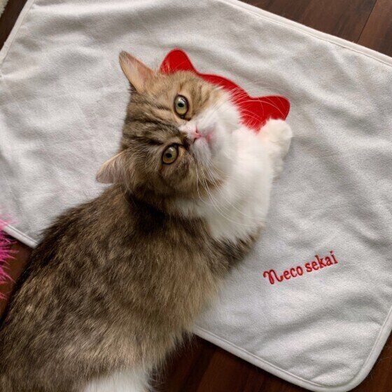 甘えたい猫（メス）