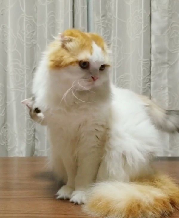 妹猫に倒される兄猫