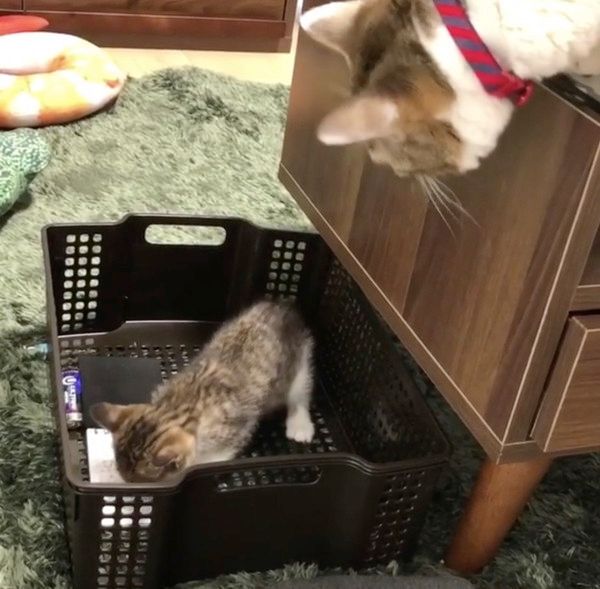先輩猫に動じない子猫