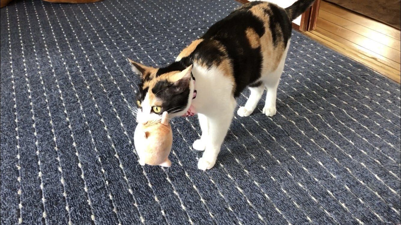 ぬいぐるみを咥えている猫