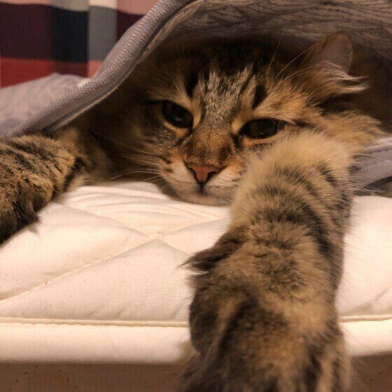 眠そうなアメリカンカール