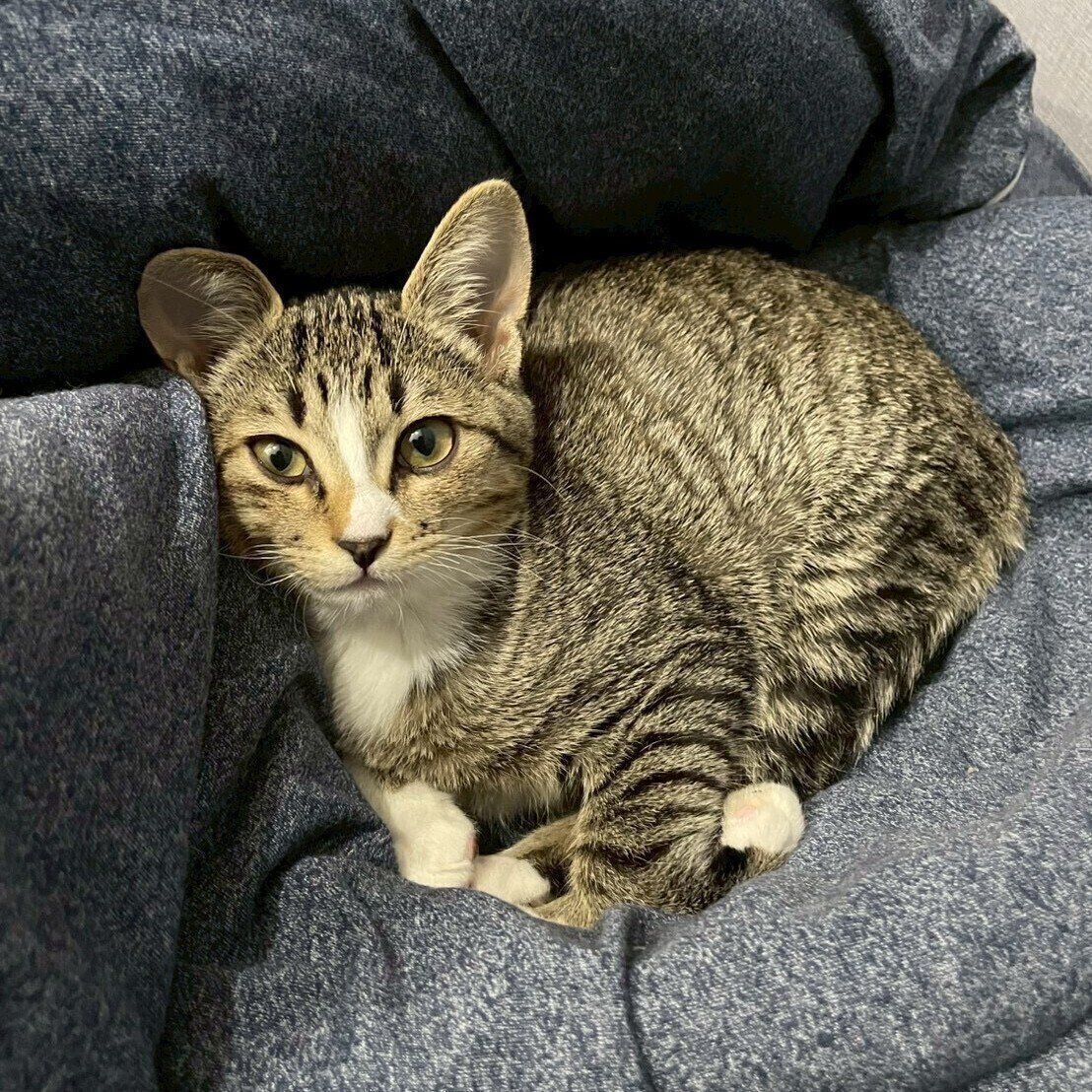 現在生後推定3カ月を迎えたきびちゃん