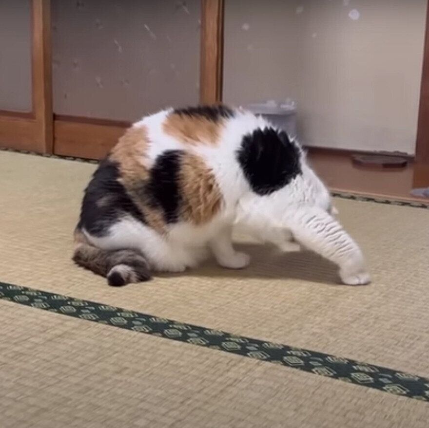 毛づくろいをするミケちゃん