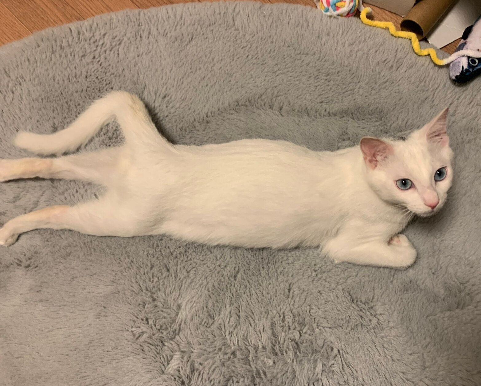 子猫時代のあさひくん