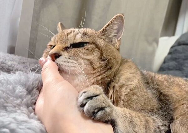 まったりするモカさん