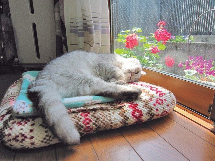 日なたぼっこする猫