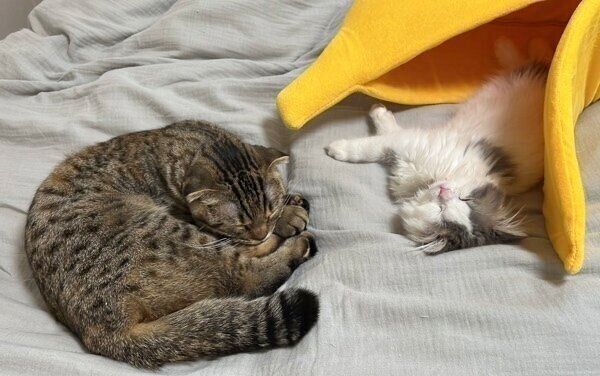 バナナベッドをおすしくんに譲るまつたけちゃん