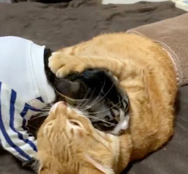 わちゃわちゃケンカをする猫