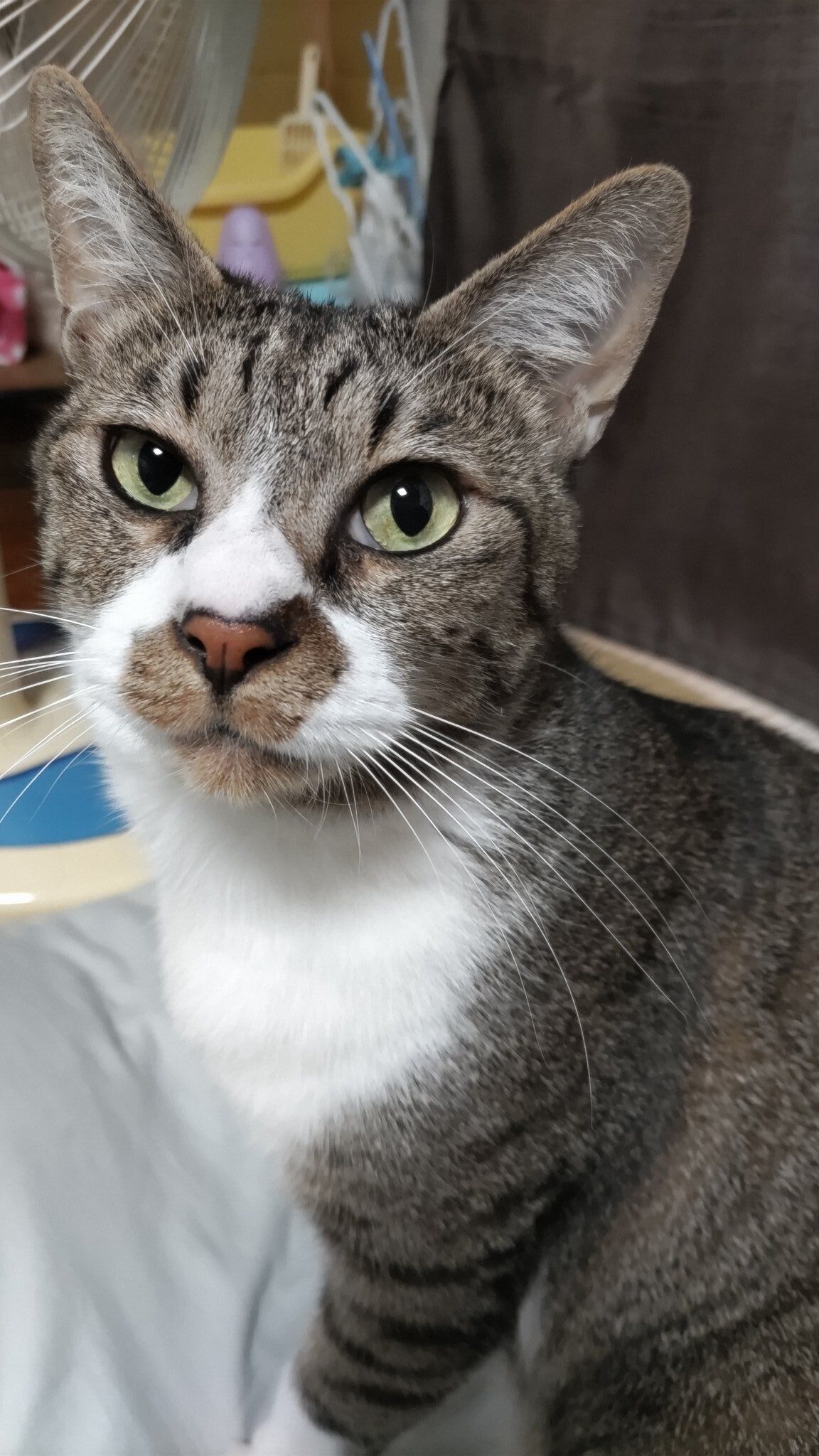 飼い主を見つめる猫