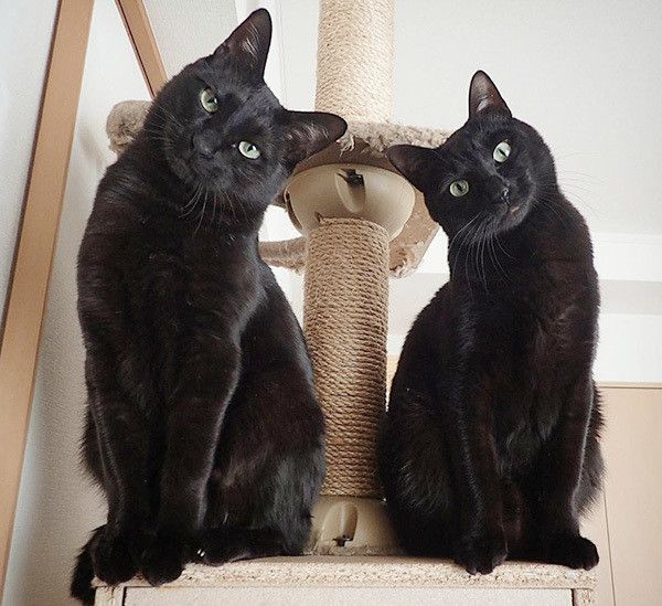 シンクロする黒猫