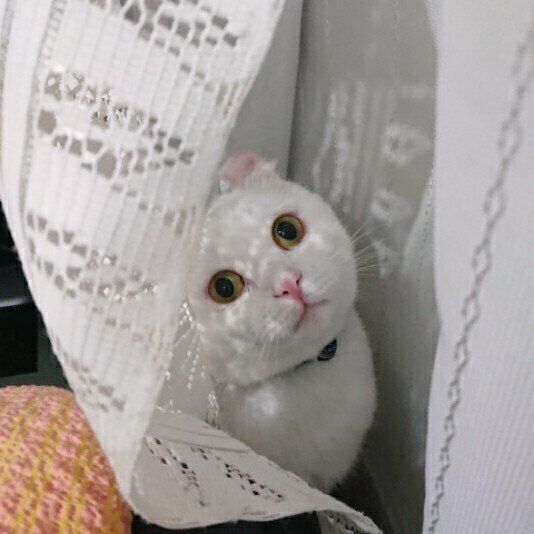 カーテンから顔をのぞかせるアメリカンカール・ショートヘア