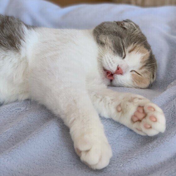 眠るスコティッシュフォールド