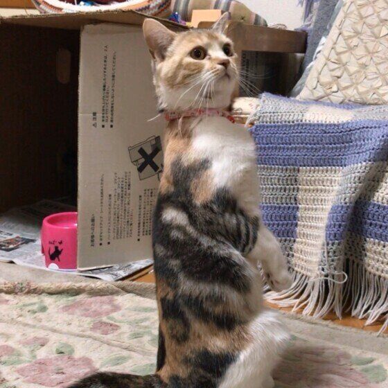 スコティッシュフォールド モモちゃん