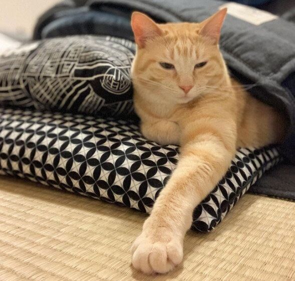 こたつに入って顔を出す茶トラのもいわちゃん