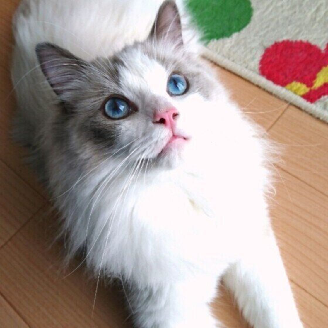 見た目がそっくり ラグドール を似ている2つの猫と比べてみた ねこのきもちweb Magazine