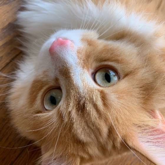 お目目まんまるのラットくん