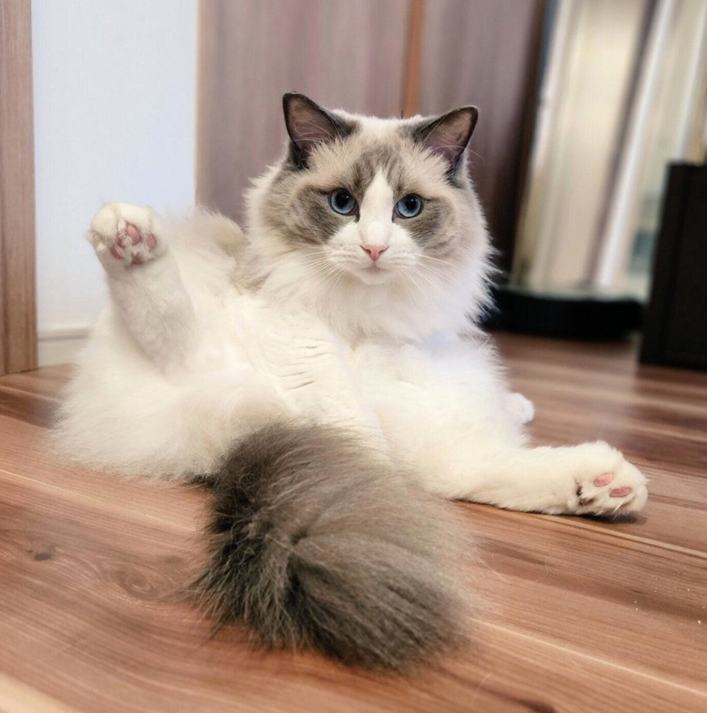 可愛いポーズをするアオくん