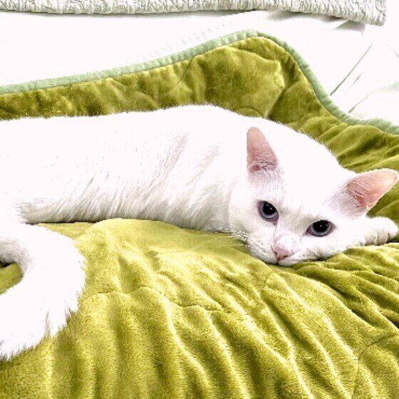 Mix（白）のソラちゃんくん♪