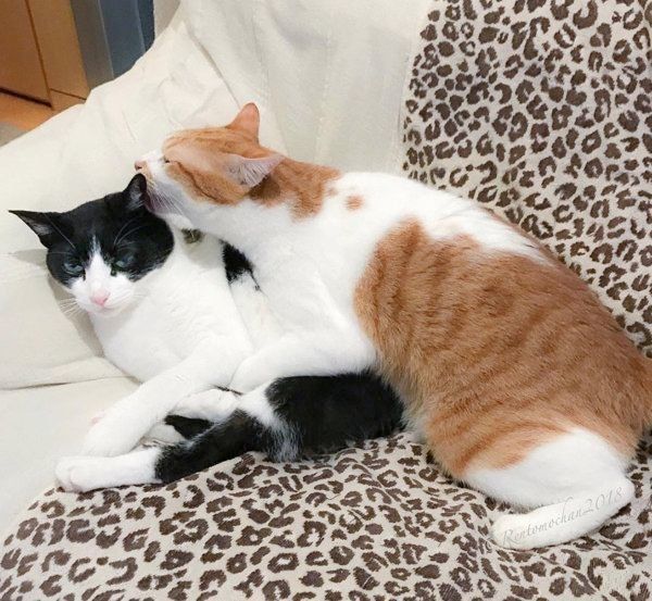 元保護猫だったレオンくんと武蔵くん